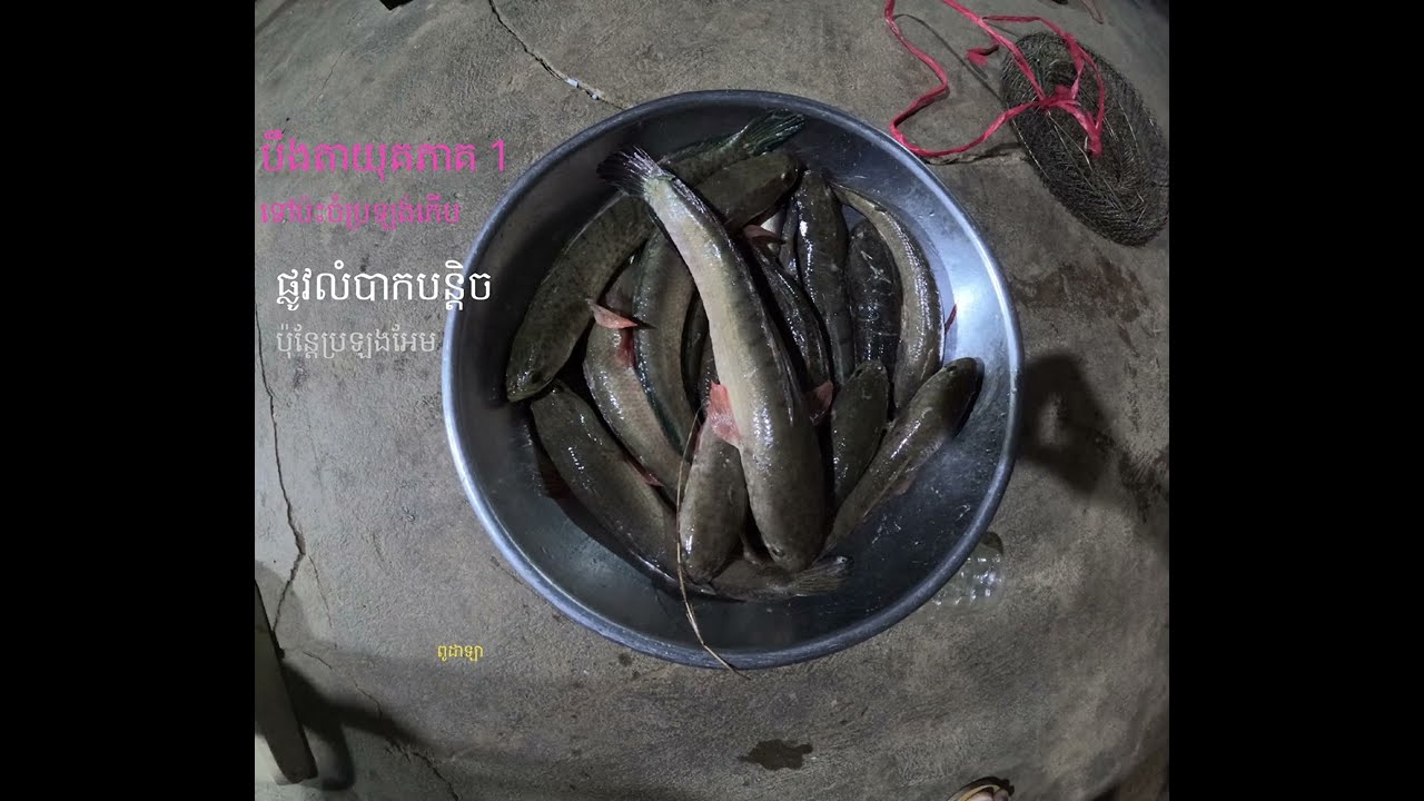 បឹងតាយុគ កន្លែងគេគប់មិនខាំ ទុកឲ្យពូឡា 