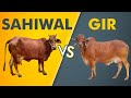 Sahiwal vs Gir