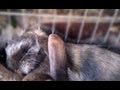 Lustige kaninchen tunnelbau werbespot commercial just fun lustige tiere