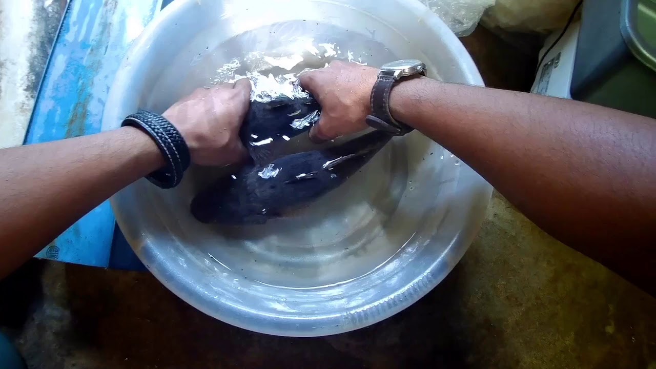 Praktikum Domestikasi "pemijahan ikan betutu dan ikan lalawak" 