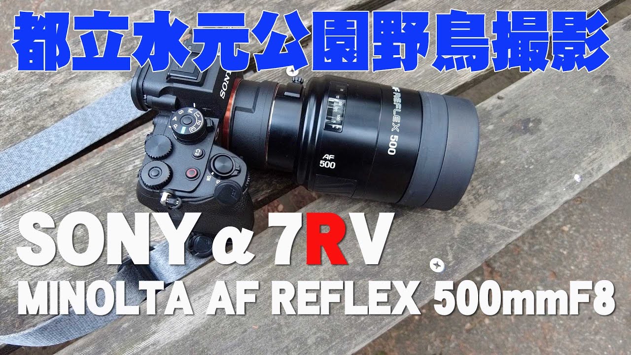 野鳥撮影】SONYα7RV & MINOLTA AF REFLEX 500mmF8【都立水元公園