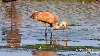 Mississippi River Flyway Cam. Young Sandhill Crane - explore.org 09-18-2021