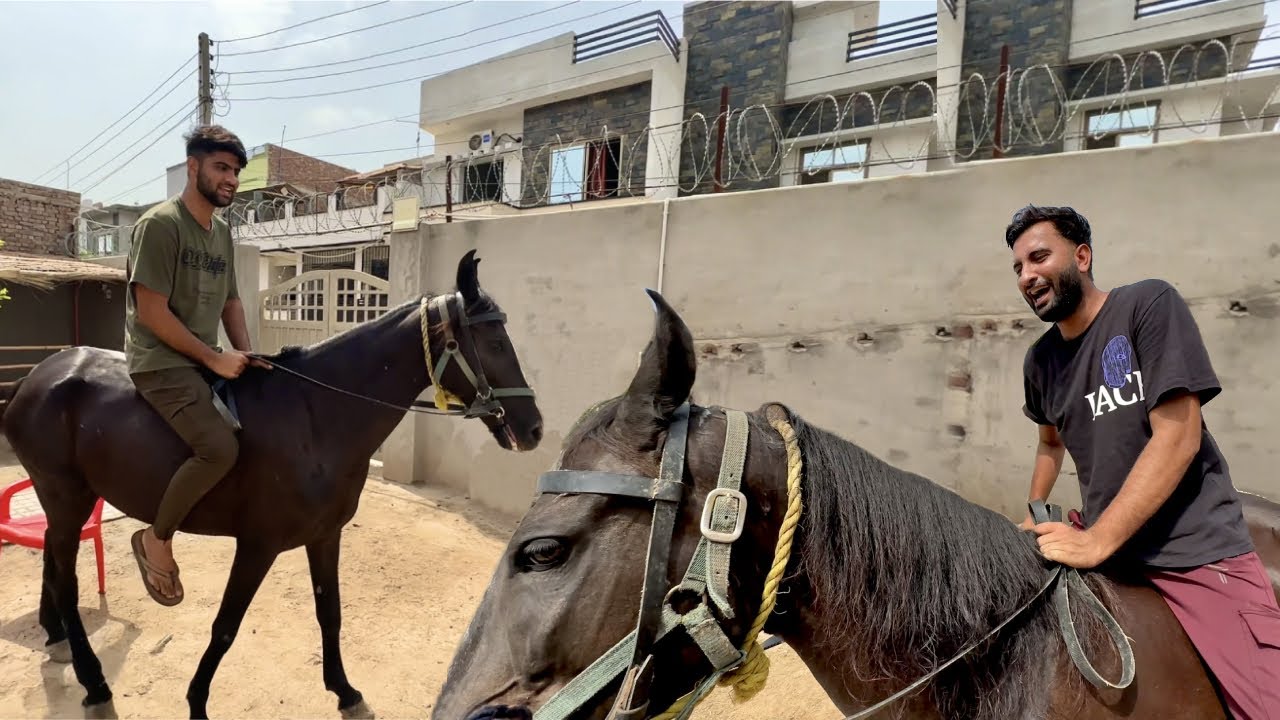 Aj Horse Pr Zberdsti Beth Gaiy Bht Draya Es Ny😂