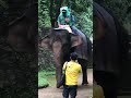 Play in zoo ada banyak binatang seru gajah 4 shorts animals defftoys suaraanimals suaraanimals