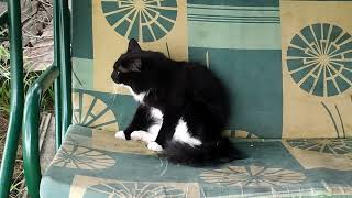 Pusya The Cat Diary. Rain