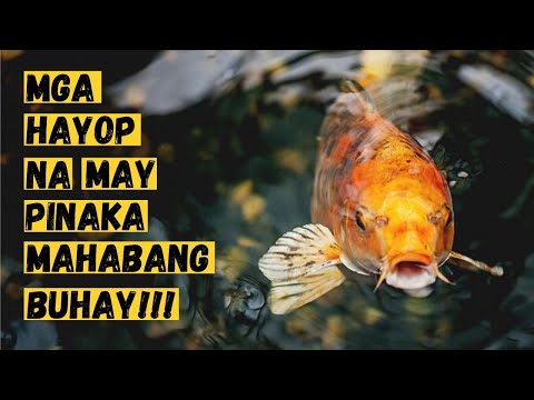 Video: Aling Hayop Ang Pinakamahabang Nabubuhay
