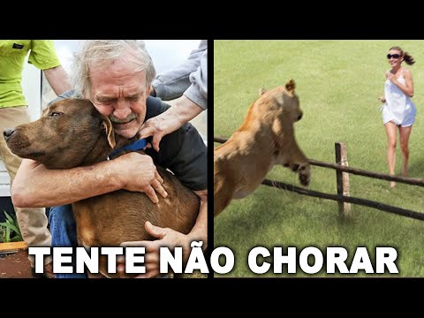 Vídeo: À procura de amor: sites de encontros centrados em animais de estimação