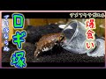 ロギ塚を発見して爆食いするアメフクラガエル