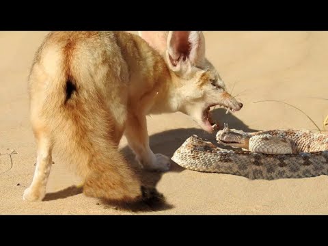 Vídeo: Comida e cérebro. Como a indústria do açúcar cria dependência