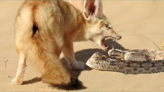 A luta pela sobrevivência no deserto - Maiores perseguições do Reino animal screenshot 4