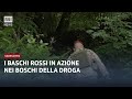 Varesotto: I baschi rossi nei boschi dello spaccio | RSI Info