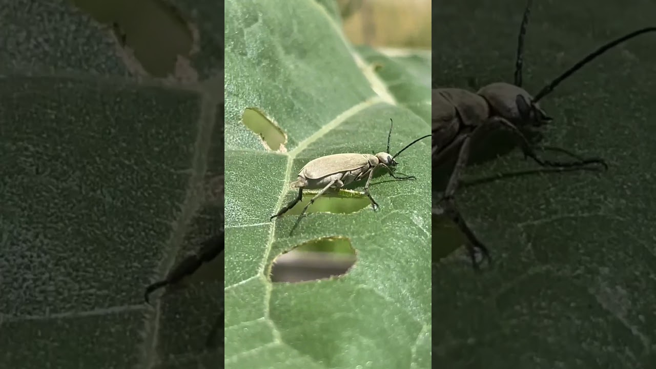 Epicauta is a genus of ￼ Beetles