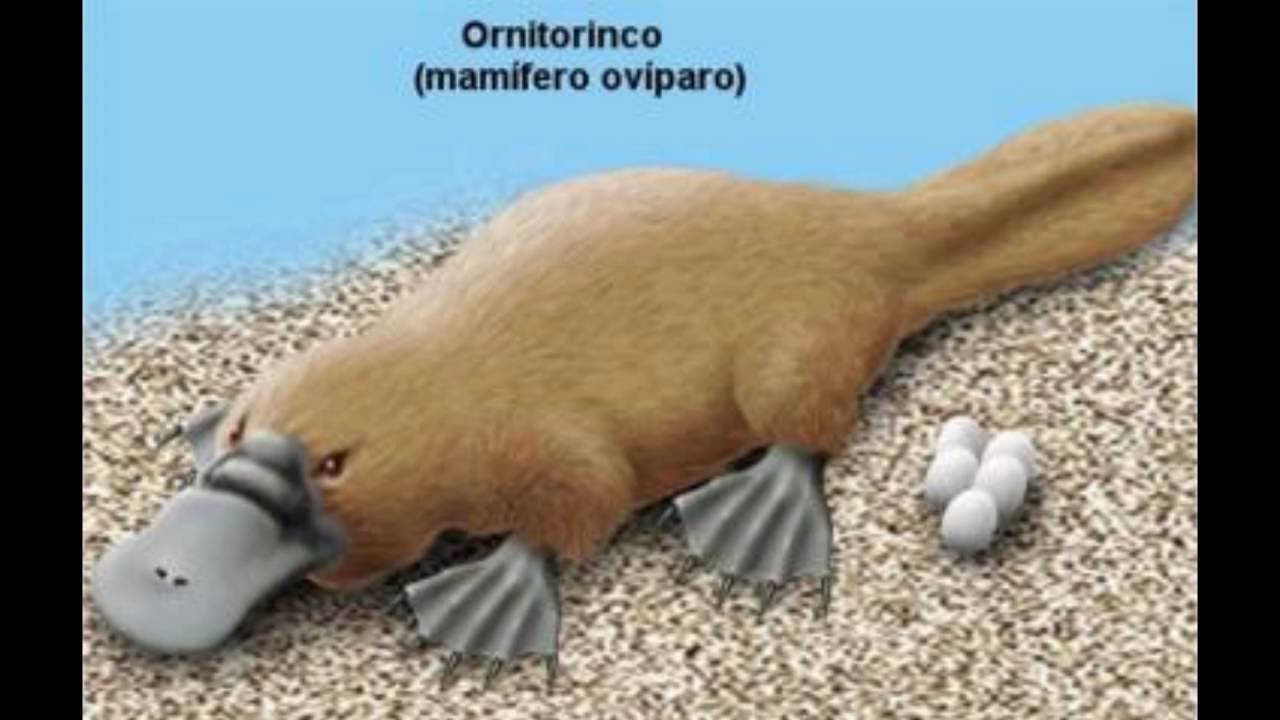 El ornitorrinco: un interesante animal - YouTube