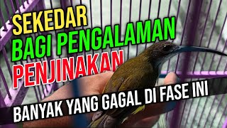 Cara Menjinakan Kolibri - Pijantung Jinak - Cara Cepat Menjinakan Konin