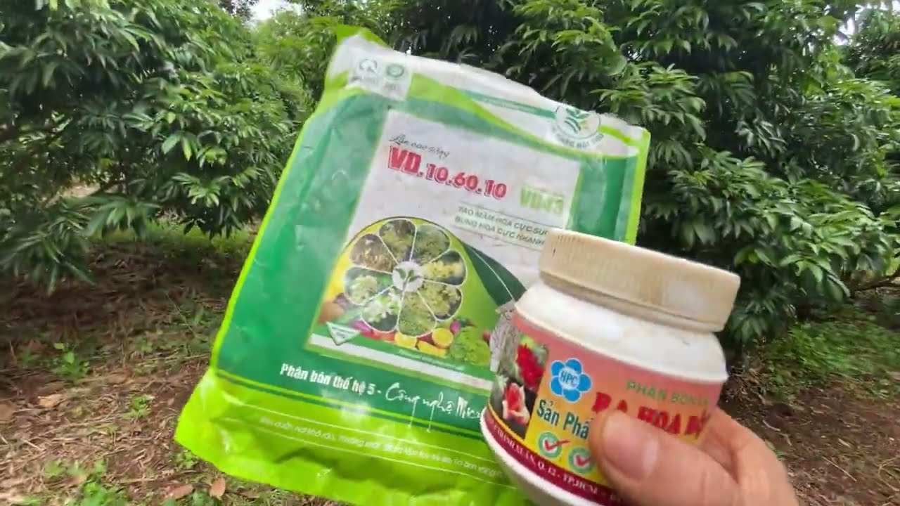 Phun thuốc kích hoa vải đợt 1 cho vụ vải 2024_2025