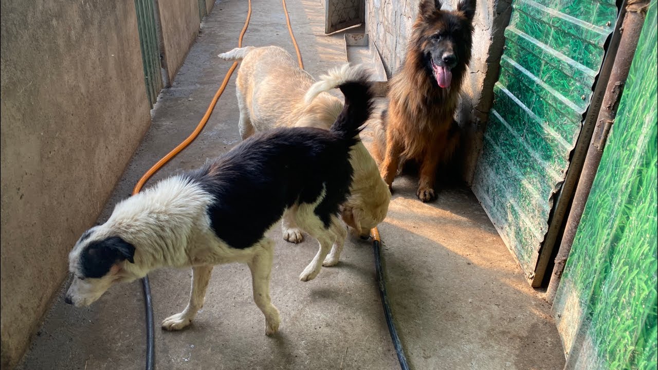 小院终于升级完了，让狗狗们出来玩玩，每个都很开心