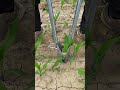 Effortless Manual Seedling Planter Tool! 🌱 #shorts
