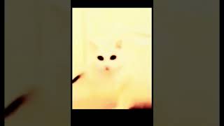 Scary Evil Cat 666 3Am Challenge