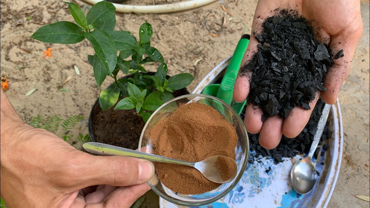 لو عاوز تربة خصبة وغنية بالمغذيات بدون نمل وآفات ونباتات جذورها ونموها قوي وسريع ؟ شاهد الطريقة 👌