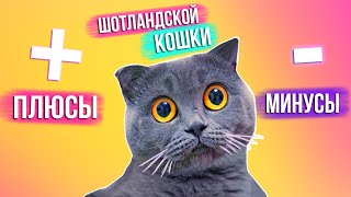 ПЛЮСЫ И МИНУСЫ ШОТЛАНДСКОЙ КОШКИ