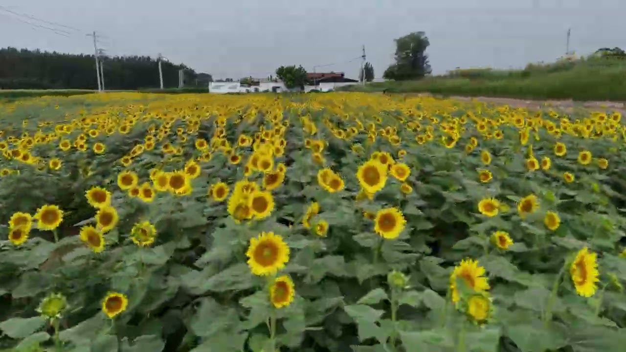 Stunning! This breathtaking landscape of sunflowers burst into full bloom in Jinan