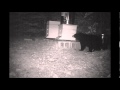 Bear at Beehives.