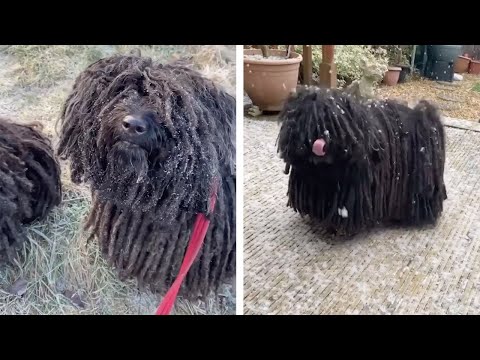 Dogs Showcase Their Long Dreadlocks |  CRAZY DOG FUR