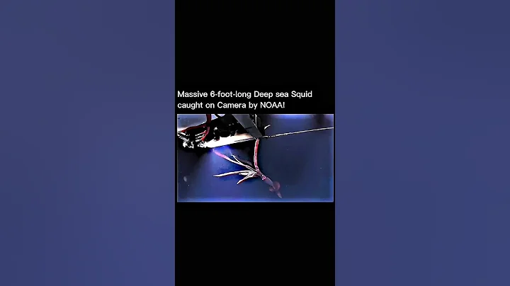 Giant squid  🦑 #shorts #youtubeshorts