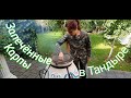 Карп в тандыре, незабываемый вкус