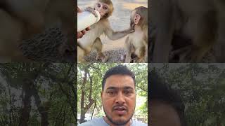 so sweet 😋 #monkey #funny #comedy #cute #monkeyvideo