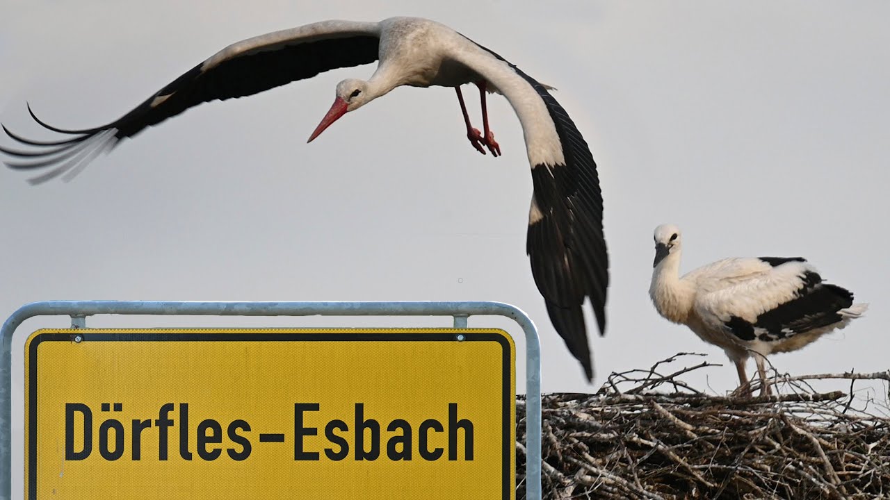 Die Geschichte der Storchenfamilie aus Dörfles-Esbach ©