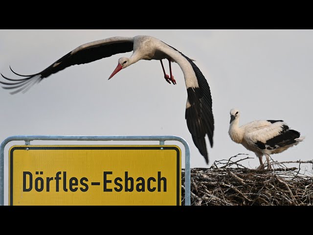 Die Geschichte der Storchenfamilie aus Dörfles-Esbach ©