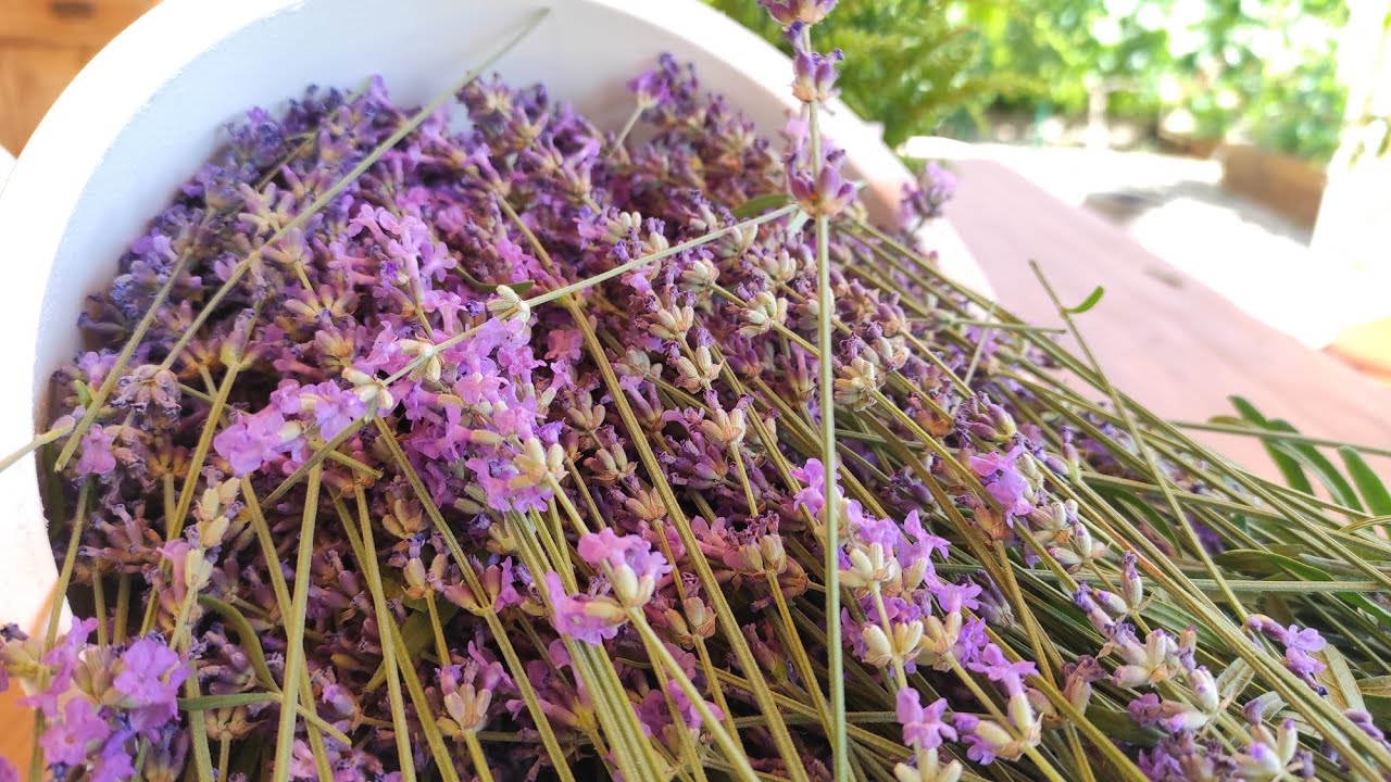 S02. 24. Nyár íze avagy levendula szörp készítése