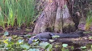 Large alligator under a Cypress in the Okefenokee Swamp National Wildlife Refuge, Georgia