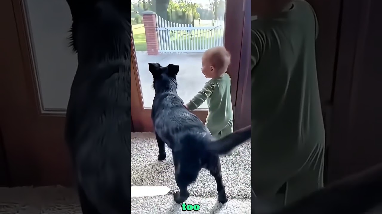 pets super love & Trusted cutenes