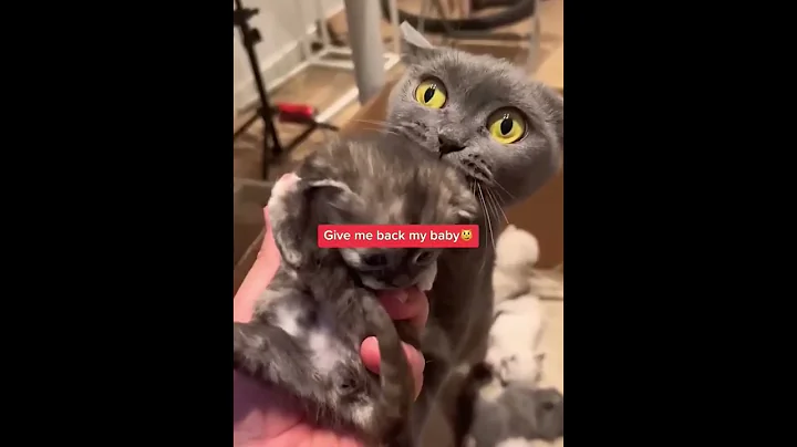 Video 7345651: mother cat funny, cat mother love