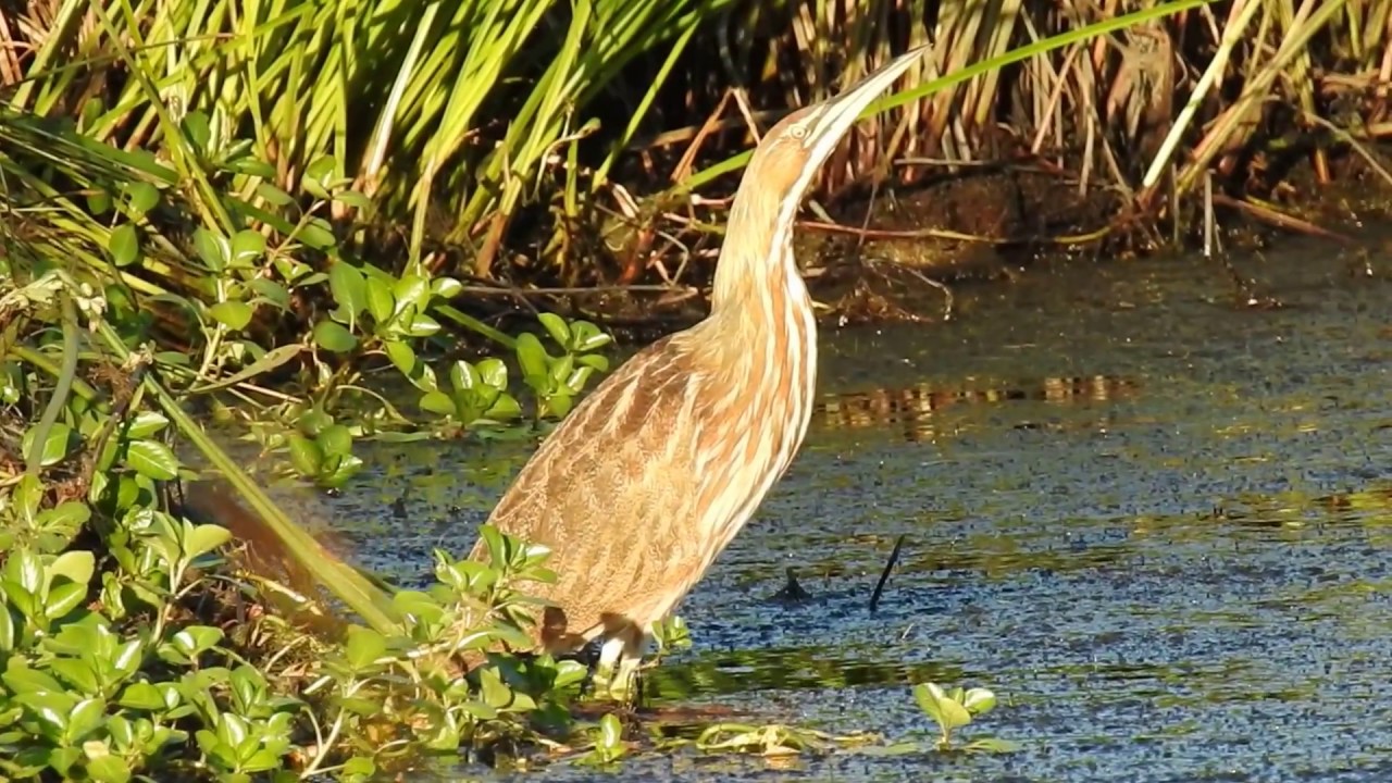 American Bittern