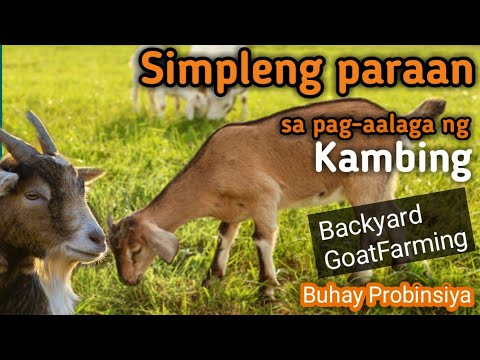 Paano mag alaga ng kambing / sa simpleng pamumuhay at pamamaraan