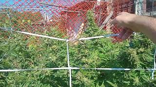 Outdoor Grow 2024: Thank you, Jaime🙏 Blueberry x2 - Cheese (Skunk #1) - Pre-Harvest video