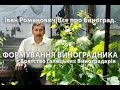 #ФОРМУВАННЯ ВИНОГРАДНИКА. Когут Іван Романович|Все про виноград.