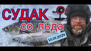 Судак со льда 13 01 2024