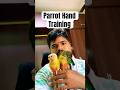 How to keep your parrot on your hand longer #parrotTips