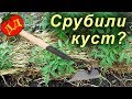 СРУБИЛИ КУСТ ПОМИДОР - ПОСАДИТЕ СНОВА!