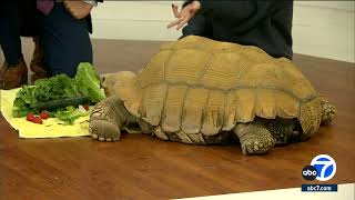 175-pound local influencer Tiptoe the tortoise stops by our studio