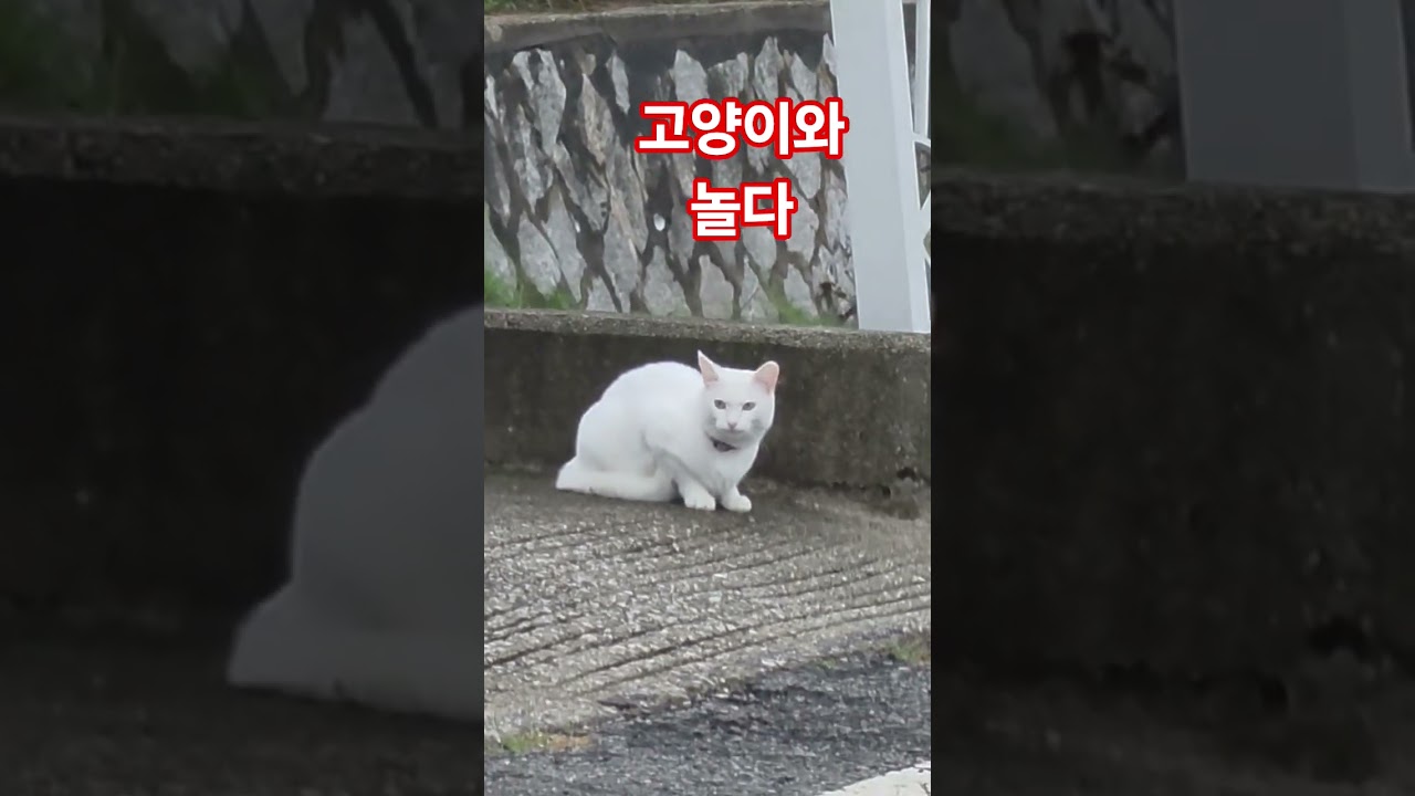 새벽에 만난 야옹이