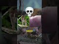 5 Animals You Should NEVER Touch 💀
