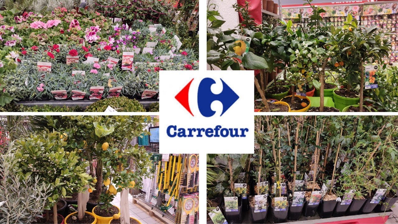 CARREFOUR - ARRIVAGE PLANTES ARBRES FRUITIERS  Samedi 12 mars 2022🪴🌴#carrefour #arrivage #plante