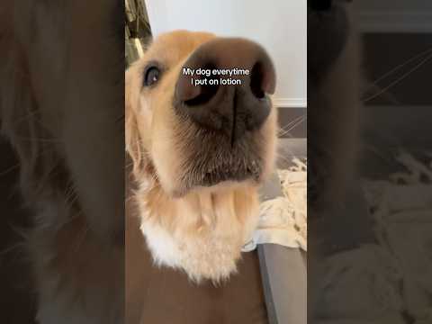 Everything Is A Sweet Treat To My Dog Goldenretriever Dogshorts Dogs Funnyshorts Doglife