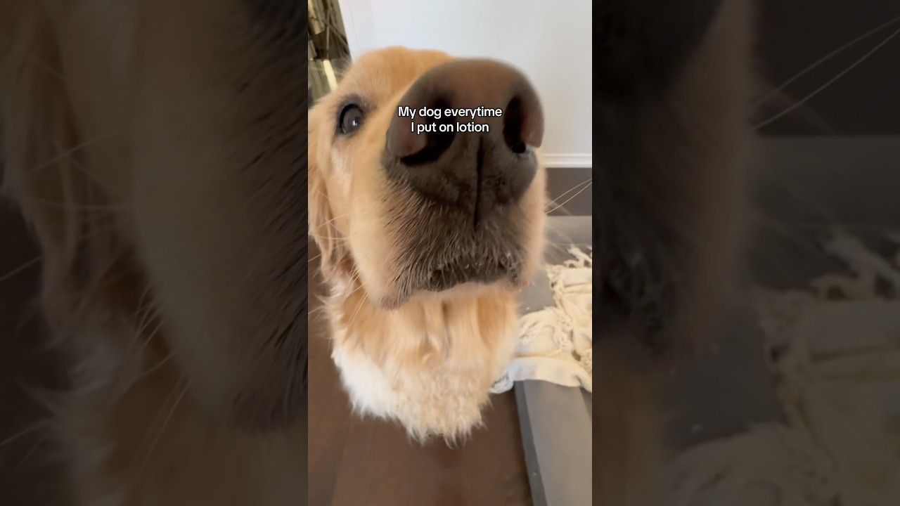 Все это — сладкое угощение для моей собаки 