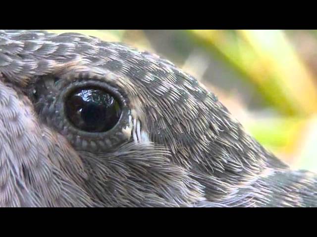 Watch Raindrops by Cliff Targum Delightful smooth jazz with Spanish guitar. on YouTube Watch Raindrops by Cliff Targum Delightful smooth jazz with Spanish guitar. on YouTube